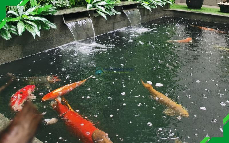 jasa pembuatan kolam koi